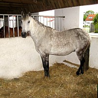 reiten11