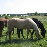 reiten12