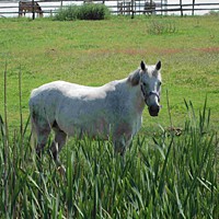 reiten13